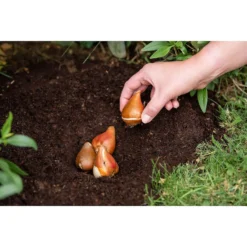 Westland Bulb Planting Compost - 20L -Garden & Outdoor Store 12819355 9244869971373729
