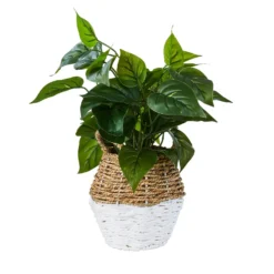 Plant In Two Tone Basket - White & Natural