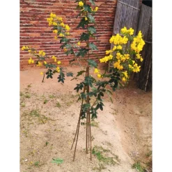 10 Pack Bamboo Canes - 1.2m/4ft -Garden & Outdoor Store 12885363 9384952637997167