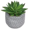 Small Succulent - Grey
