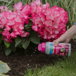 Westland Ericaceous Granular Plant Food 900g -Garden & Outdoor Store 13411839 1274971590758911