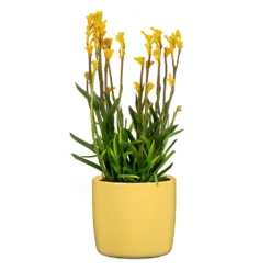 Yellow Solare Plant Pot - 15cm -Garden & Outdoor Store 13432909 1104914559278423