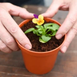 Coco & Coir Coco Grow+ Seed & Cutting Compost + 20% Perlite - 15L -Garden & Outdoor Store 13487127 4074919980845315