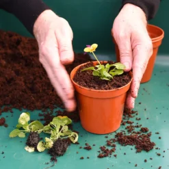 Coco & Coir Coco Boost All Purpose Compost With Added Nutrients - 15L -Garden & Outdoor Store 13487131 4394919981240271