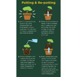 Westland Bonsai Potting Mix Peat Free 4L -Garden & Outdoor Store 14013787 2185003754340767