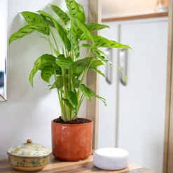 Art Deco Indoor Plant Pot - 12cm -Garden & Outdoor Store 14197411 5485024190924552